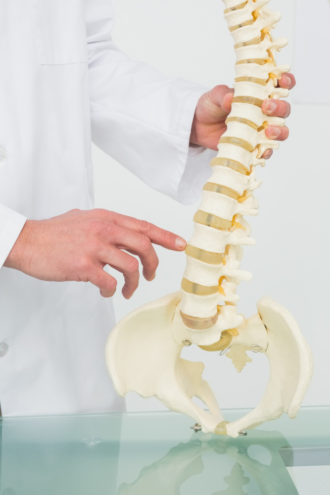 Chiropractor pointing to model of spine